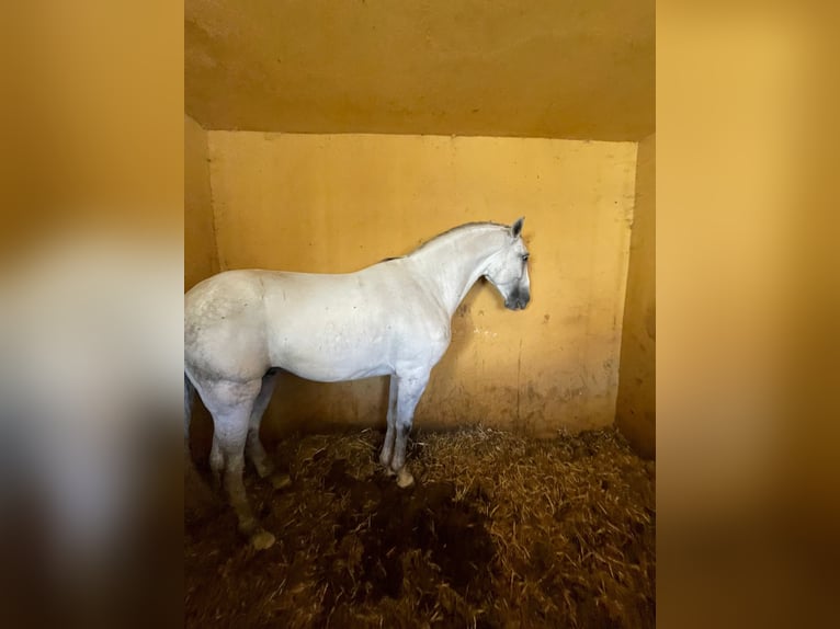 Andaluso Stallone 6 Anni 164 cm Grigio in Malaga