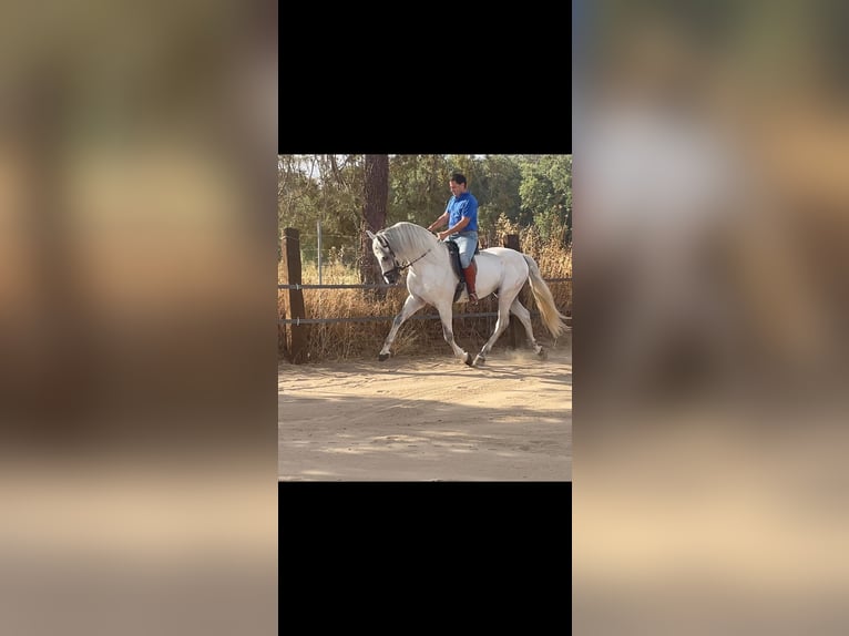 Andaluso Stallone 6 Anni 164 cm Grigio in Malaga