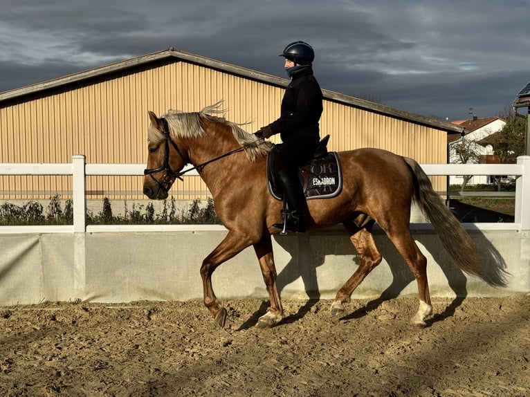 Andaluso Stallone 6 Anni 164 cm Palomino in Schrozberg
