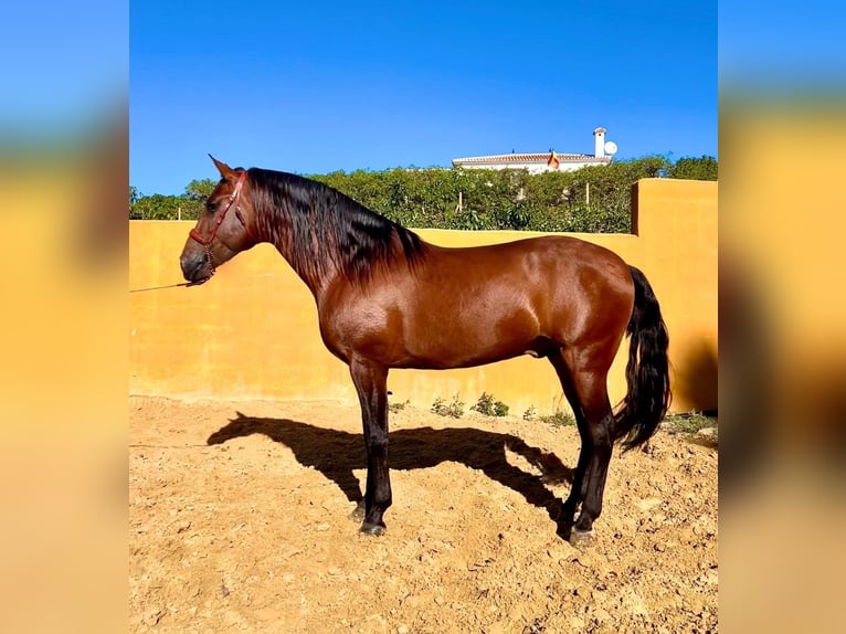 Andaluso Stallone 6 Anni 165 cm Baio ciliegia in Malaga