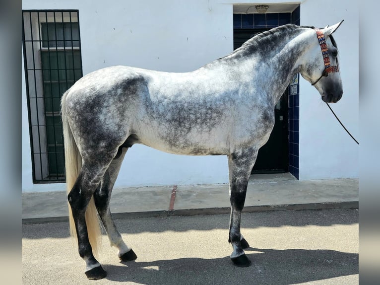 Andaluso Stallone 6 Anni 165 cm Grigio pezzato in Cheste