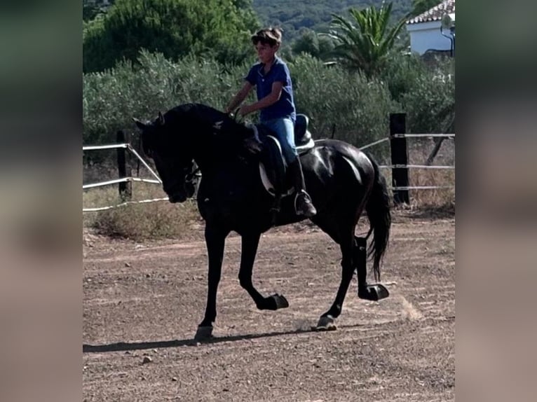 Andaluso Stallone 7 Anni 160 cm Morello in Navalcan