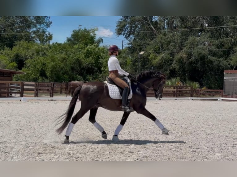 Andaluso Stallone 7 Anni 160 cm Morello in wellington