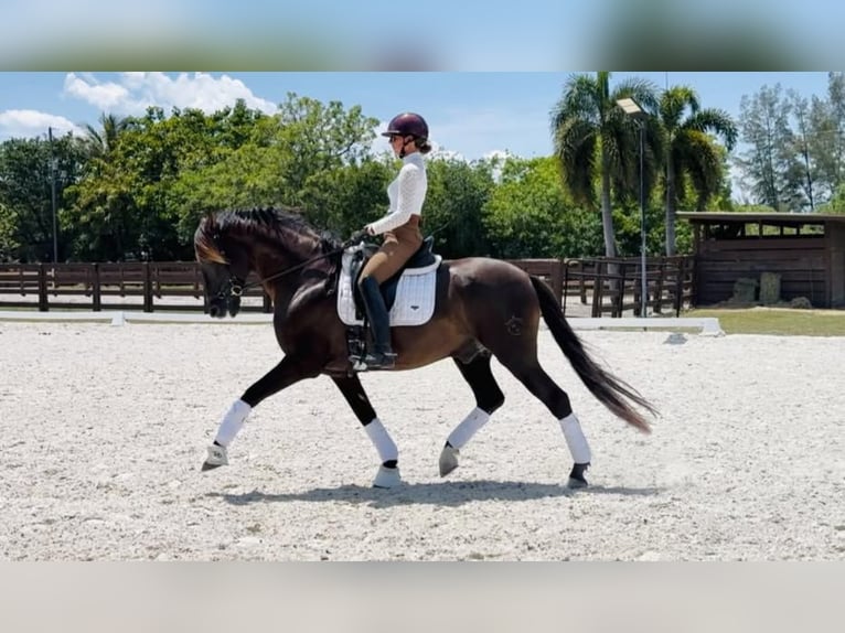 Andaluso Stallone 7 Anni 160 cm Morello in wellington