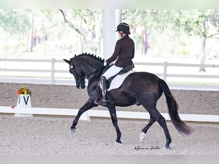 Andaluso Stallone 7 Anni 160 cm Morello in wellington