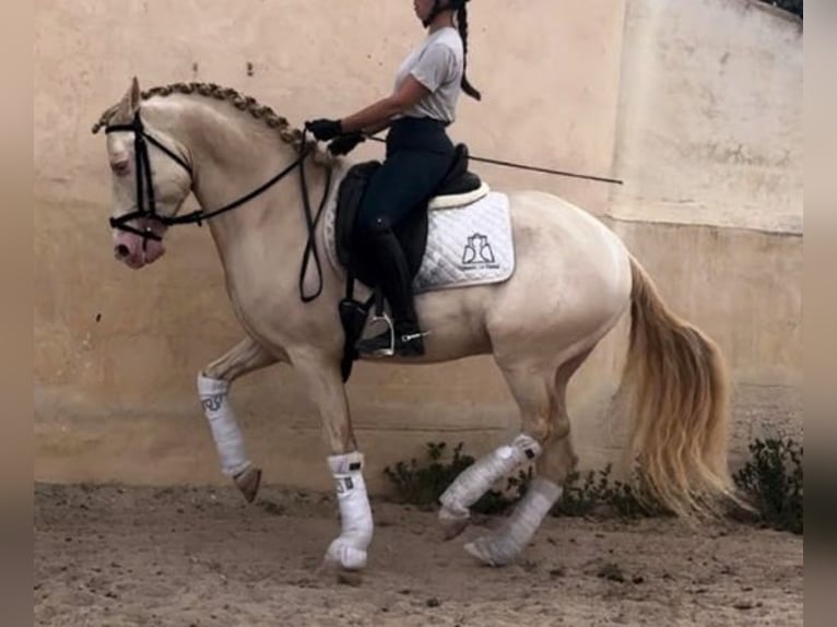 Andaluso Stallone 7 Anni 160 cm Perlino in Ermelo