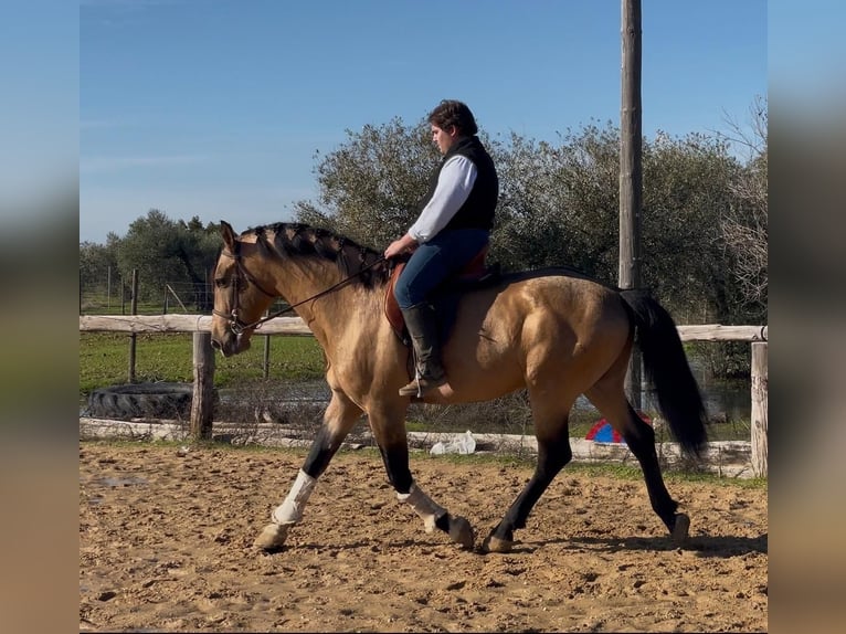 Andaluso Stallone 7 Anni 161 cm Falbo in Vejer de la Frontera
