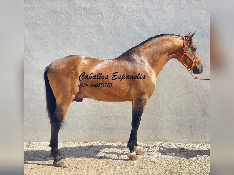 Andaluso Stallone 7 Anni 161 cm Falbo in Vejer de la Frontera