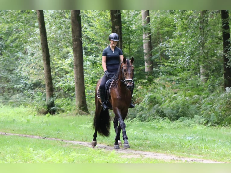 Andaluso Stallone 7 Anni 164 cm Baio in Sm