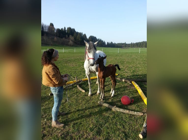 Andaluso Stallone 7 Anni 164 cm Può diventare grigio in Aitrang