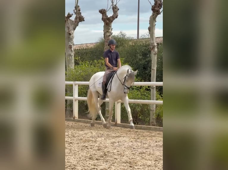 Andaluso Stallone 7 Anni 165 cm Bianco in Ermelo