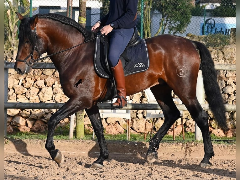 Andaluso Stallone 7 Anni 166 cm Baio in Menorca