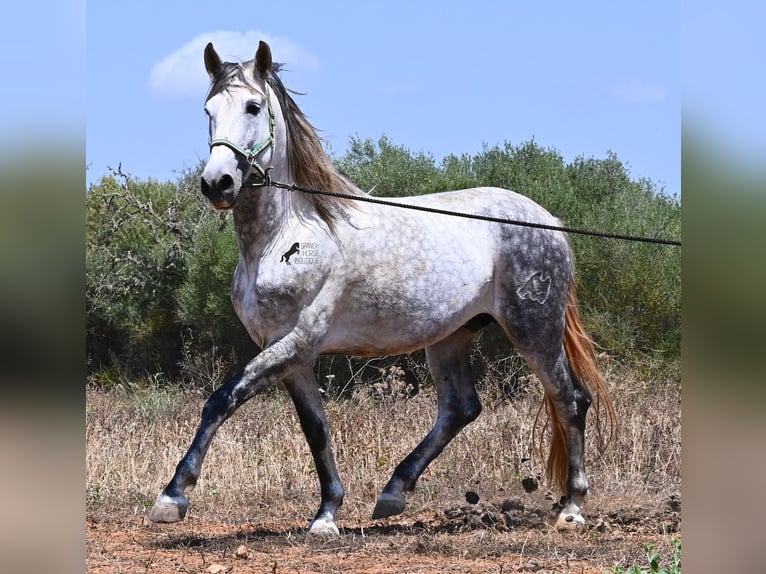 Andaluso Stallone 7 Anni 169 cm Grigio in Mallorca