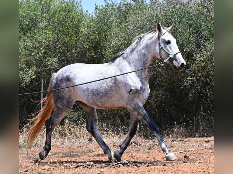 Andaluso Stallone 7 Anni 169 cm Grigio in Mallorca