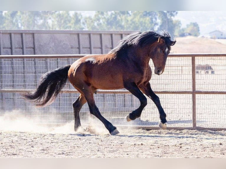 Andaluso Mix Stallone 7 Anni 183 cm Baio ciliegia in Dallas
