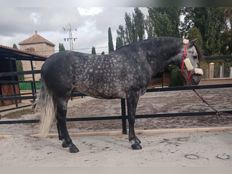 Andaluso Stallone 8 Anni 159 cm Grigio pezzato in Pozoblanco