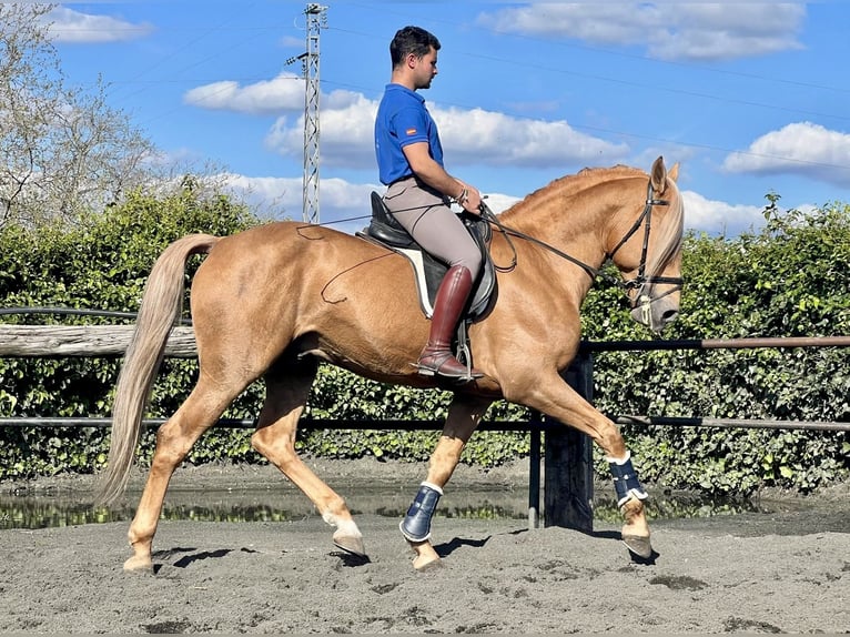 Andaluso Stallone 8 Anni 163 cm Palomino in Galaroza (Huelva)