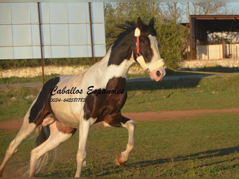 Andaluso Stallone 8 Anni 164 cm Pezzato in Vejer de la Frontera