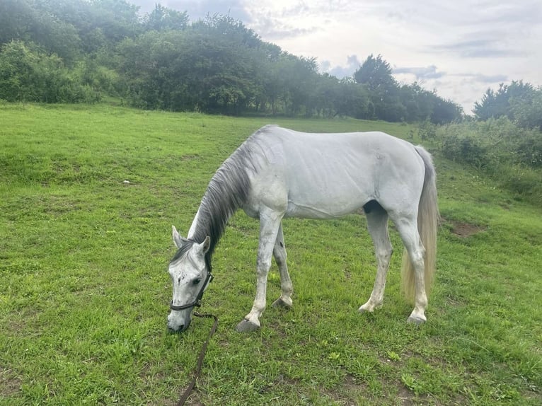 Andaluso Stallone 8 Anni Bianco in sofia