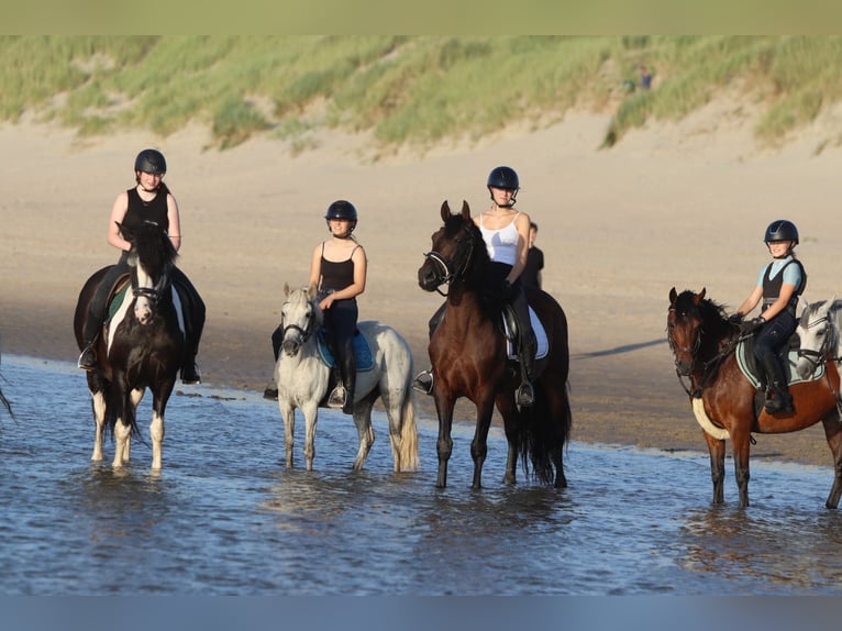 Andaluso Stallone 9 Anni 162 cm Baio in Bogaarden