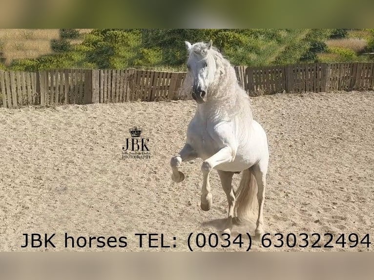 Andaluso Stallone 9 Anni 162 cm Grigio in Tabernas Almeria
