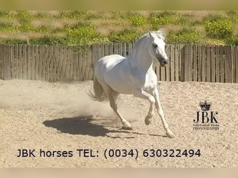 Andaluso Stallone 9 Anni 162 cm Grigio in Tabernas Almeria