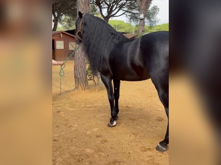 Andaluso Stallone 9 Anni 169 cm in Cazorla