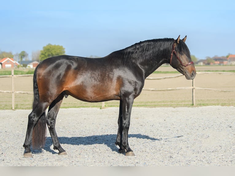 Andaluso Stallone Baio scuro in Alveringem