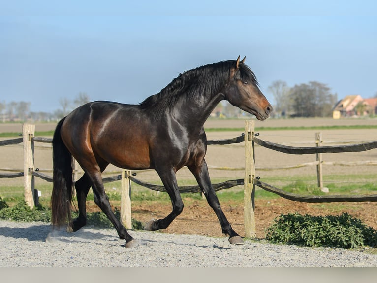 Andaluso Stallone Baio scuro in Alveringem