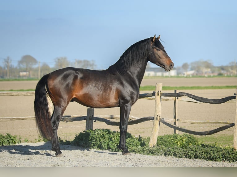 Andaluso Stallone Baio scuro in Alveringem