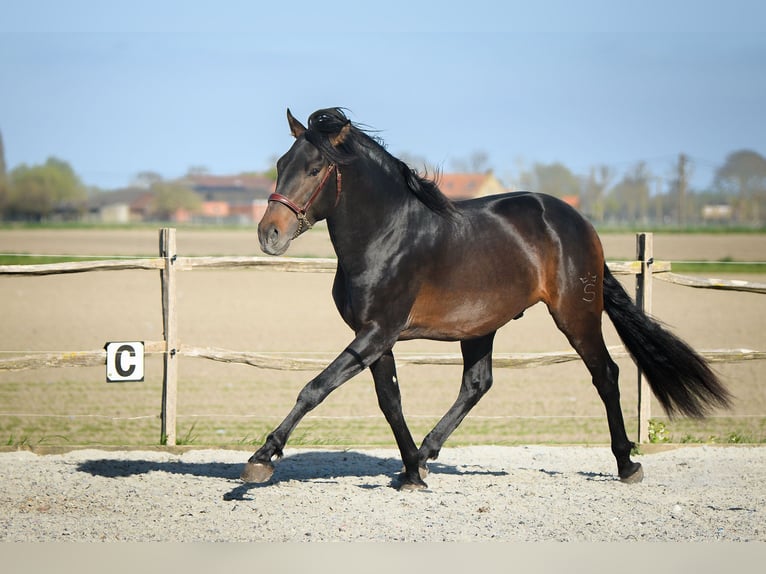 Andaluso Stallone Baio scuro in Alveringem