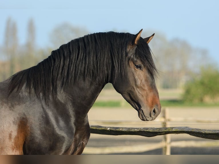 Andaluso Stallone Baio scuro in Alveringem