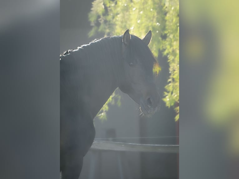 Andaluso Stallone Baio scuro in Alveringem