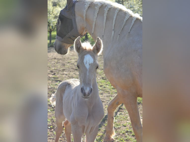Andaluso Stallone Puledri (04/2026) 158 cm Palomino in Engen