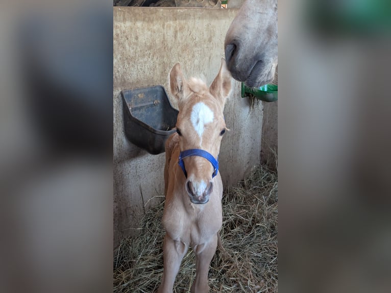 Andaluso Stallone Puledri (04/2026) 158 cm Palomino in Engen