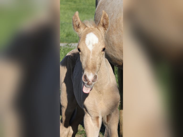Andaluso Stallone Puledri (04/2026) 158 cm Palomino in Engen