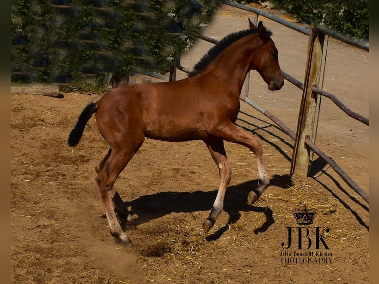 Andaluso Mix Stallone Puledri (05/2025) 163 cm Baio in Tabernas Almeria