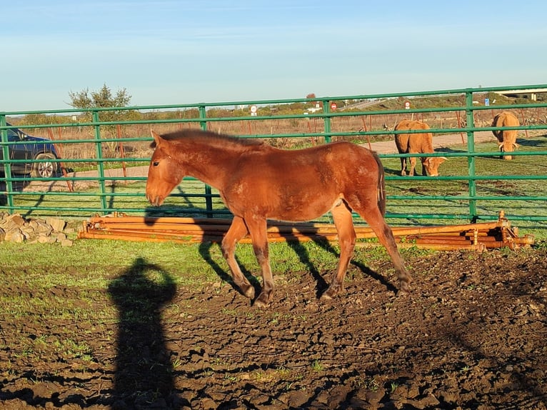 Andaluso Stallone Puledri (03/2025) 168 cm Baio in Caceres