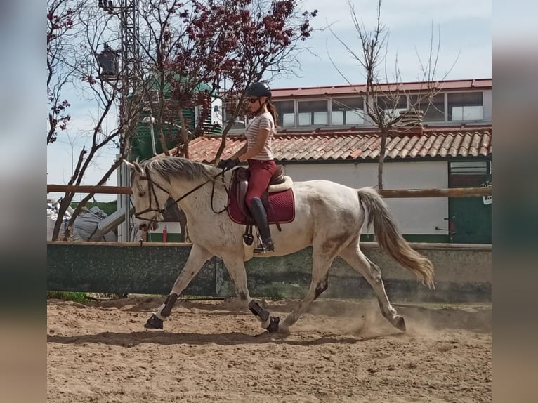 Andere Rassen Mix Hengst 13 Jaar 170 cm Schimmel in Madrid