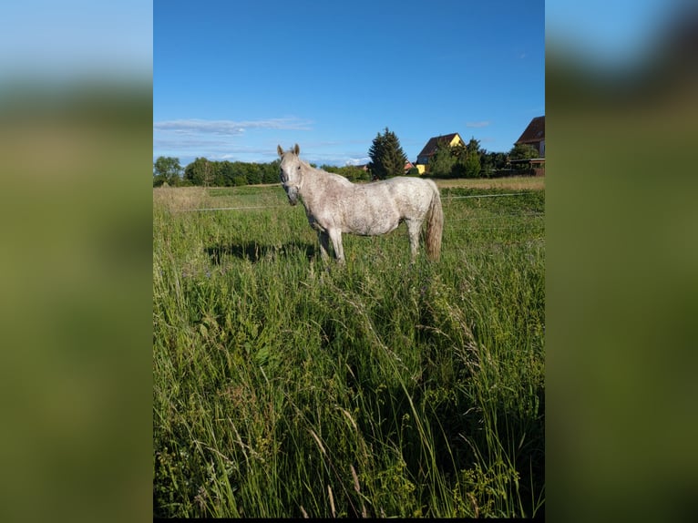 Andere Rassen Hengst 17 Jaar 155 cm Vliegenschimmel in Liebenwalde