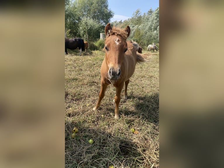 Andere Rassen Hengst 1 Jaar 100 cm Vos in Albert