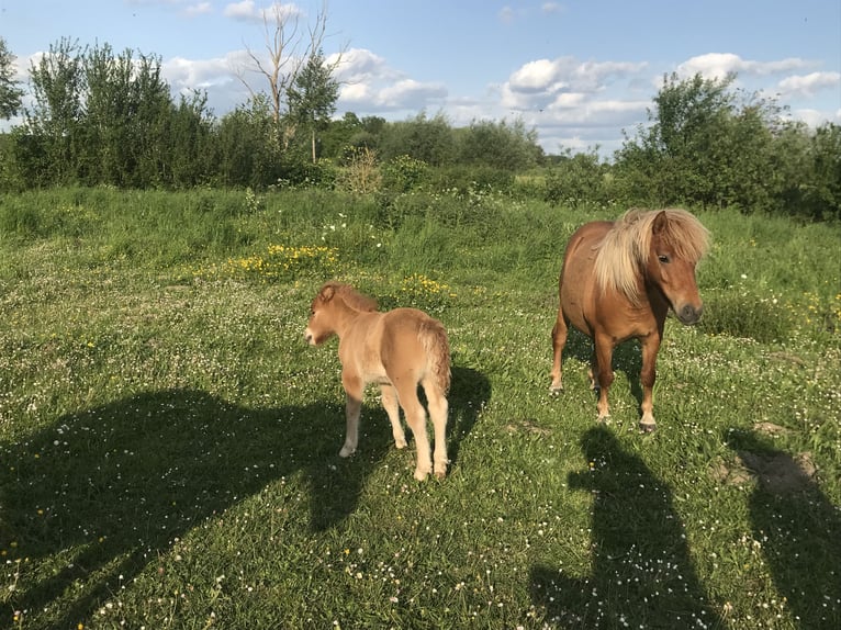 Andere Rassen Hengst 1 Jaar 100 cm Vos in Albert