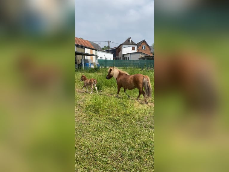 Andere Rassen Hengst 1 Jaar 100 cm Vos in Albert