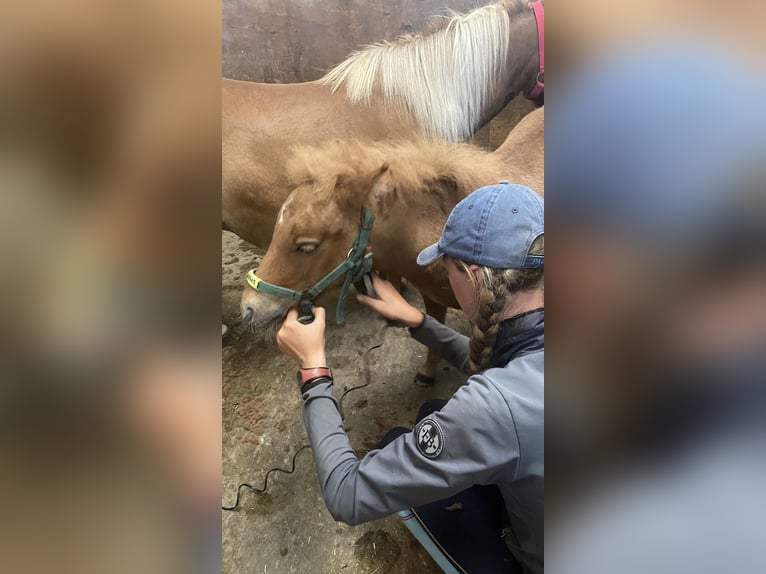 Andere Rassen Hengst 1 Jaar 100 cm Vos in Albert