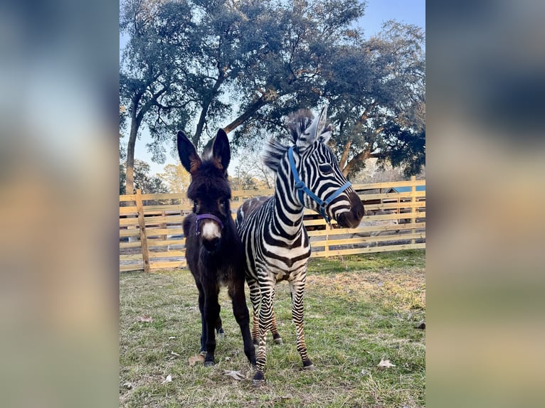 Andere Rassen Hengst 1 Jaar 102 cm  in Ridgeland