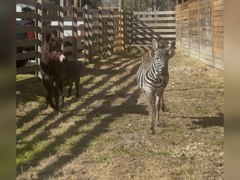 Andere Rassen Hengst 1 Jaar 102 cm  in Ridgeland