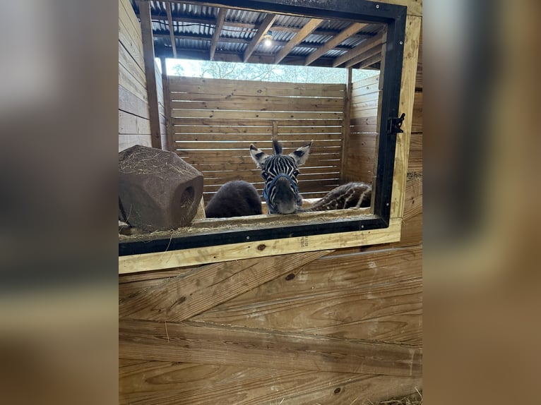 Andere Rassen Hengst 1 Jaar 102 cm  in Ridgeland