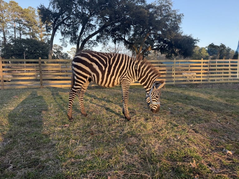 Andere Rassen Hengst 1 Jaar 102 cm  in Ridgeland