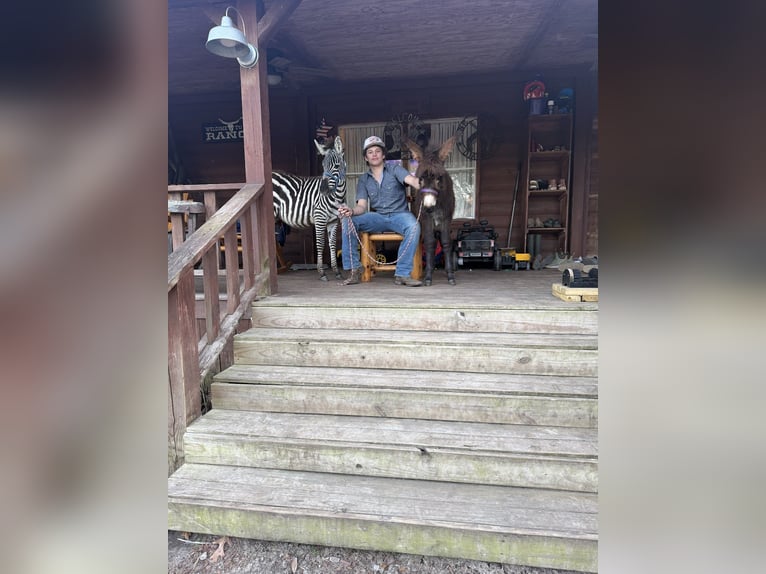 Andere Rassen Hengst 1 Jaar 102 cm  in Ridgeland