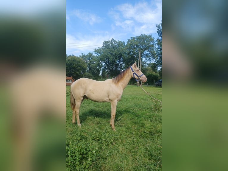 Andere Rassen Mix Hengst 1 Jaar 142 cm Champagne in Voltlage